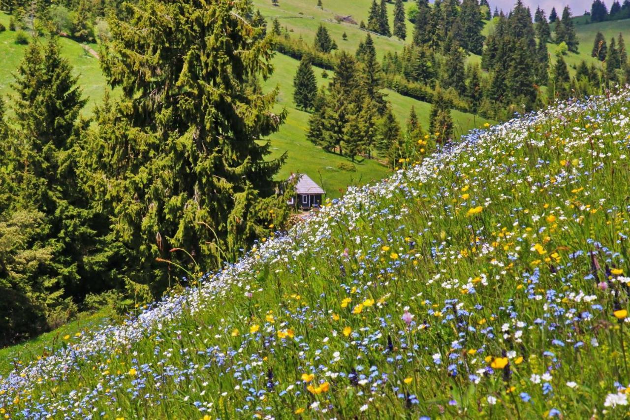 Antal Apartmans Lunca De Sus Kulcsoshaz Gyimesfelsolok Exterior photo